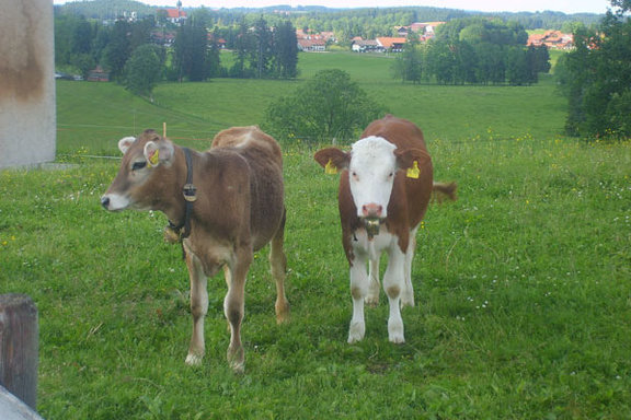 Martelerhof